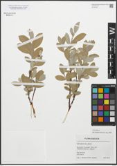 Foto von Salix glauca L.
